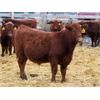 Image 2 : Schapansky Farms - 690# Steer Calves - 78 Head (Coaldale, AB)