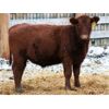 Image 3 : Schapansky Farms - 690# Steer Calves - 78 Head (Coaldale, AB)