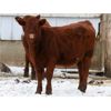 Image 4 : Schapansky Farms - 690# Steer Calves - 78 Head (Coaldale, AB)