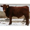 Image 5 : Schapansky Farms - 690# Steer Calves - 78 Head (Coaldale, AB)