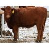 Image 6 : Schapansky Farms - 690# Steer Calves - 78 Head (Coaldale, AB)