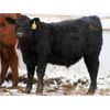 Image 7 : Schapansky Farms - 690# Steer Calves - 78 Head (Coaldale, AB)