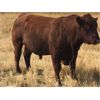 Image 11 : Keith Robertson - 50 Angus X Bred Cows (Perdue, SK)