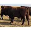 Image 12 : Keith Robertson - 50 Angus X Bred Cows (Perdue, SK)
