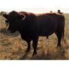 Image 13 : Keith Robertson - 50 Angus X Bred Cows (Perdue, SK)