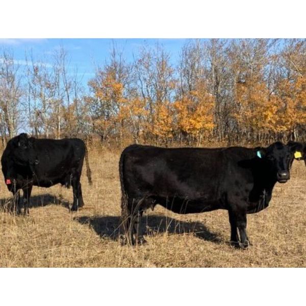 Keith Robertson - 50 Angus X Bred Cows (Perdue, SK)