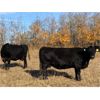 Image 1 : Keith Robertson - 50 Angus X Bred Cows (Perdue, SK)