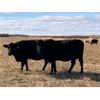 Image 5 : Keith Robertson - 50 Angus X Bred Cows (Perdue, SK)