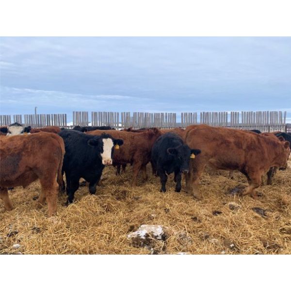 Sharko Land & Cattle - 925# Steers - 43 Head (Carrot River, SK)