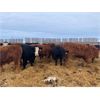 Image 1 : Sharko Land & Cattle - 925# Steers - 43 Head (Carrot River, SK)