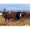 Image 2 : Sharko Land & Cattle - 925# Steers - 43 Head (Carrot River, SK)