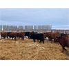 Image 3 : Sharko Land & Cattle - 925# Steers - 43 Head (Carrot River, SK)