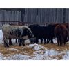 Image 5 : Sharko Land & Cattle - 925# Steers - 43 Head (Carrot River, SK)
