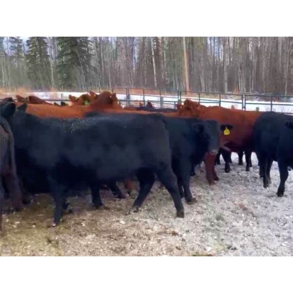 North Slope Cattle Company 955 Heifers 64 Head (Groundbirch, BC