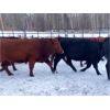Image 2 : North Slope Cattle Company - 955# Heifers - 64 Head (Groundbirch, BC)