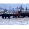 Image 3 : North Slope Cattle Company - 955# Heifers - 64 Head (Groundbirch, BC)