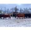 Image 4 : North Slope Cattle Company - 955# Heifers - 64 Head (Groundbirch, BC)