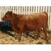 Image 2 : Marty & Michelle Van Reeuwyk - 24 Red Bred Heifers (Tempest, AB)
