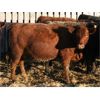 Image 4 : Marty & Michelle Van Reeuwyk - 24 Red Bred Heifers (Tempest, AB)