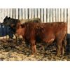 Image 5 : Marty & Michelle Van Reeuwyk - 24 Red Bred Heifers (Tempest, AB)