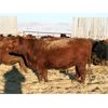 Image 6 : Marty & Michelle Van Reeuwyk - 24 Red Bred Heifers (Tempest, AB)