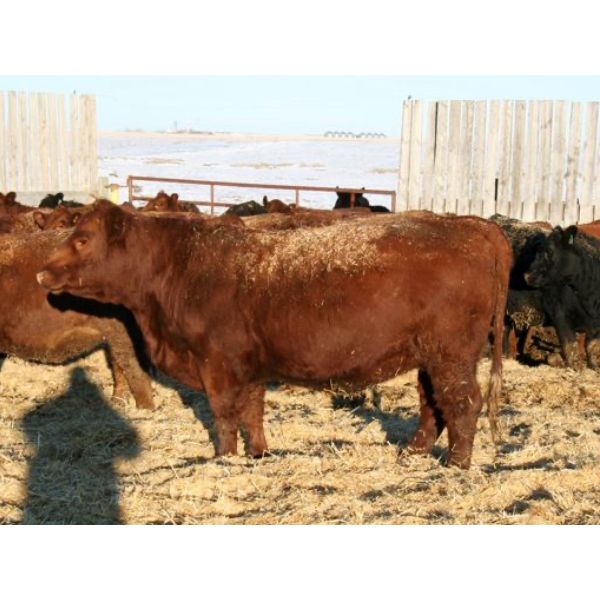Marty & Michelle Van Reeuwyk - 24 Red Bred Heifers (Tempest, AB)
