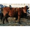 Image 2 : Marty & Michelle Van Reeuwyk - 24 Red Bred Heifers (Tempest, AB)