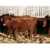 Image 3 : Marty & Michelle Van Reeuwyk - 24 Red Bred Heifers (Tempest, AB)