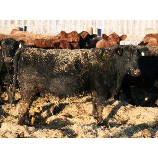 Marty & Michelle Van Reeuwyk - 32 Black Bred Heifers (Tempest, AB)