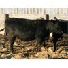 Image 5 : Marty & Michelle Van Reeuwyk - 32 Black Bred Heifers (Tempest, AB)