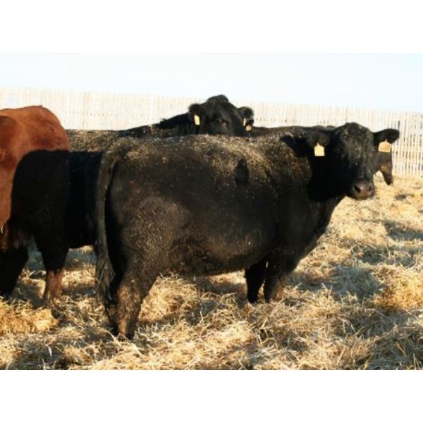 Marty & Michelle Van Reeuwyk - 20 Black/Black X 2nd & 3rd Calvers (Tempest, AB)