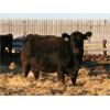 Image 2 : Marty & Michelle Van Reeuwyk - 20 Black/Black X 2nd & 3rd Calvers (Tempest, AB)