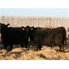 Image 3 : Marty & Michelle Van Reeuwyk - 20 Black/Black X 2nd & 3rd Calvers (Tempest, AB)