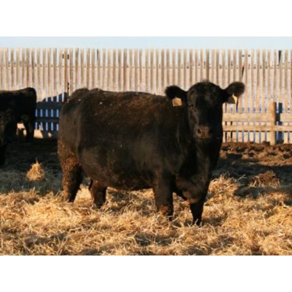 Marty & Michelle Van Reeuwyk - 30 Black/Black X 4th - 8th Calvers (Tempest, AB)