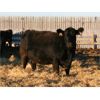 Image 1 : Marty & Michelle Van Reeuwyk - 30 Black/Black X 4th - 8th Calvers (Tempest, AB)