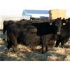 Image 2 : Marty & Michelle Van Reeuwyk - 30 Black/Black X 4th - 8th Calvers (Tempest, AB)