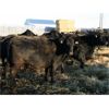 Image 6 : Marty & Michelle Van Reeuwyk - 30 Black/Black X 4th - 8th Calvers (Tempest, AB)