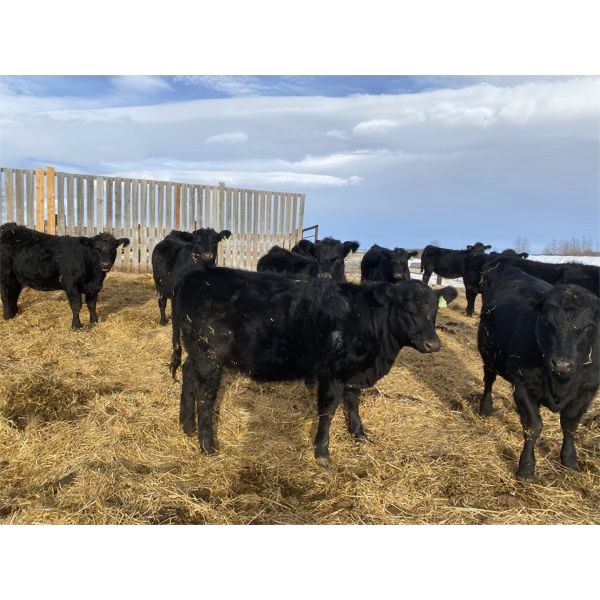 Reid Angus - 675# Replacement Heifers - 25 Head (Cochrane, AB)