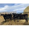Image 2 : Reid Angus - 675# Replacement Heifers - 25 Head (Cochrane, AB)
