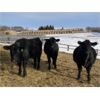 Image 3 : Reid Angus - 675# Replacement Heifers - 25 Head (Cochrane, AB)
