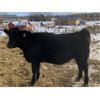 Image 4 : Reid Angus - 675# Replacement Heifers - 25 Head (Cochrane, AB)