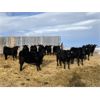 Image 5 : Reid Angus - 675# Replacement Heifers - 25 Head (Cochrane, AB)