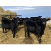 Image 6 : Reid Angus - 675# Replacement Heifers - 25 Head (Cochrane, AB)