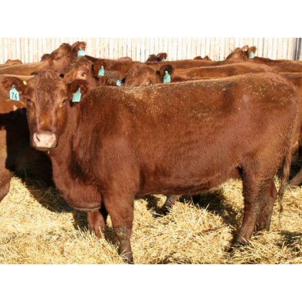 O'Hara Farms Ltd. - 31 Red X 4-5 Year Old Cows (Picture Butte, AB)
