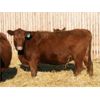 Image 2 : O'Hara Farms Ltd. - 31 Red X 4-5 Year Old Cows (Picture Butte, AB)
