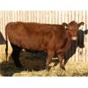 Image 3 : O'Hara Farms Ltd. - 31 Red X 4-5 Year Old Cows (Picture Butte, AB)