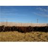 Image 4 : O'Hara Farms Ltd. - 31 Red X 4-5 Year Old Cows (Picture Butte, AB)