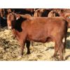 Image 5 : O'Hara Farms Ltd. - 31 Red X 4-5 Year Old Cows (Picture Butte, AB)