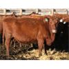 Image 6 : O'Hara Farms Ltd. - 31 Red X 4-5 Year Old Cows (Picture Butte, AB)