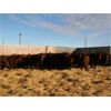 Image 7 : O'Hara Farms Ltd. - 31 Red X 4-5 Year Old Cows (Picture Butte, AB)